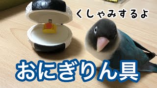 おにぎりん具で遊ぶインコ～くしゃみするよ～【ボタンインコのぶーちゃん】