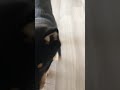 【豆柴】大福 迫ってくる犬。