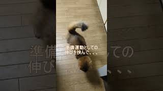 甘え方に癖がある猫＃shorts