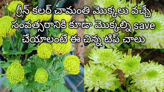 green colour chamanthi #chamanthiplantcare #చామంతి మొక్క ను next year కి ఎలా సేవ్ చేసుకోవాలి