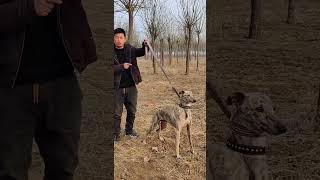 Simple dog skills training 7