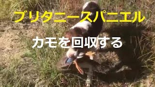 ブリタニースパニエル　カモのレトリーブ