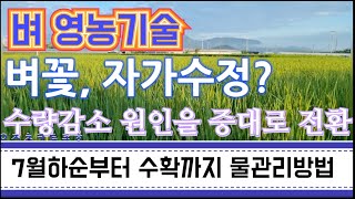 벼 수량 감소요인을 증대방법으로 바꿔 다수확을!/벼꽃, 벼 수정방법, 벼 후기 물관리, 개화중 농약살포는?