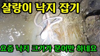 살랑이 보고  낙지잡기 #해루질 #낙지해루질  #낙지