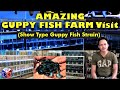 Amazing Guppy Fish Farm Visit - Show Type Guppy Fish