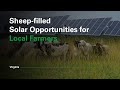 Sheep-filled Solar Opportunities for Local Farmers