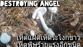 แฝดเห็ดระโงกขาวที่ควรรู้ พิษถึงตาย destroying angel