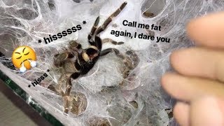 My tarantula got PISSED when I called her FAT !!! (Stridulating)