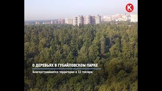 КРТВ. О деревьях в Губайловском парке