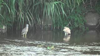 ゴイサギ若鳥（ホシゴイ）同士の争い