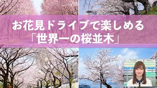 お花見ドライブで楽しむ「世界一の桜並木」