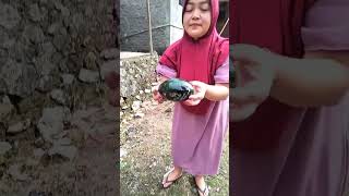 buah semangka terbang berapi ajaib ternyata di dalamnya ada pusaka keris cambuk geni#vidio #viral