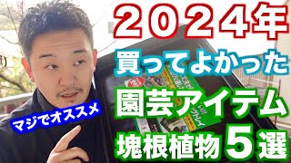 【ベストバイ2024】今年買って良かった塊根植物と園芸アイテムを5つ紹介します