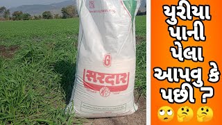 ઘઉંના પાકમાં 🌾યુરીયા પાની પેલા આપવુ કે પછી?🤔 || wheat farming || uria fertilizer..