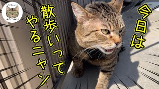 野良歴8年の元野良猫と散歩へ行ってみたら意外すぎた！