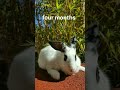 مراحل نمو الأرنب rabbit growth stages