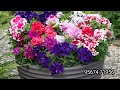 ഡബിൾ പെറ്റുണിയ മിക്സഡ് വിത്തുകൾ sale double petunia mixed seeds sale compost sale jasmin sworld