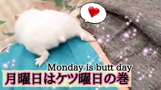 【ハムスター】月曜日はケツ曜日〜Monday is butt day〜の巻他