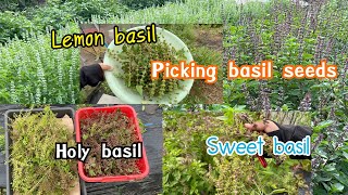 เก็บเมล็ดพันธุ์กะเพรา โหระพา แมงลัก ไว้ทำพันธุ์ปลูกปี2023 picking basil seeds