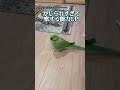 ニラかじり妖怪にアタスの察知能力がアップいたしました ワカケホンセイインコ セキセイインコ parrot