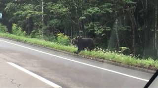 知床の熊/A Bear in Shiretoko Hokkaido Japan