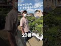 いよいよ明後日から！大盆栽まつり藤樹園の様子。shorts【盆栽q】