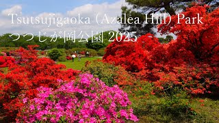 The world's most famous azalea garden,Tatebayashi "Tsutsujigaoka Park" 2025