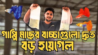 গাপ্পি মাছ দ্রুত বড় করার উপায়। guppy fish farming at home