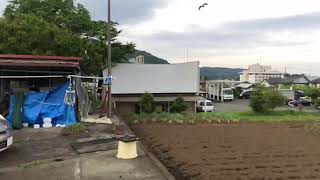 トンビ　鳶　捕食の瞬間！