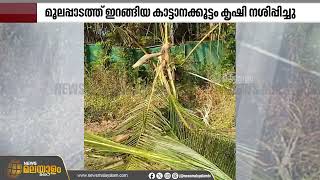 പാലക്കാട്  ധോണിയിൽ വീണ്ടും കാട്ടാനക്കൂട്ടമിറങ്ങി; കൃഷി നശിപ്പിച്ചു | Palakkad