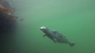 Harbour Seal (Phoca vitulina)