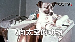 从无人问津的流浪狗到大名鼎鼎的太空狗 “宇宙汪”莱卡为何会被选为第一只送入太空的狗？20240324 飞向太空的动物 |《解码科技史》CCTV科教