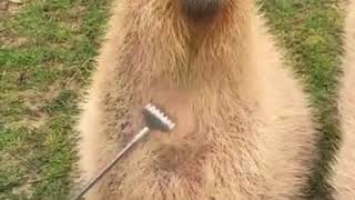 Capybara gets some scratches