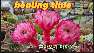 예쁜 선인장꽃 힐링영상입니다 #succlents  #다육식물 #청주다육 #plants #suculentas