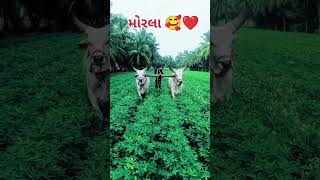 ox lover1111   હા મોરલા હા  #kankrej #ox  #farming ❤️❤️...............🖤🤍❤️🥰