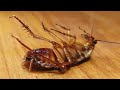 cockroach dance 2