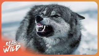 I Spent A Week Tracking Elusive Gray Wolves... Here's What Happened!