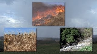 Mediterranean-Climate Ecosystems: Drought Fire and Flood