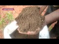 how to grow grapes வீட்டு தோட்டத்தில் திராட்சை வளர்ப்பு growing tips @agriinputstamil