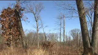 Developer sues Taylor over tree-cutting fine he said is selectively enforced