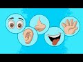 نشيد الحواس الخمس | دون إيقاع | أناشيد للأطفال