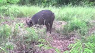 Hog hunting with a Recurve!!