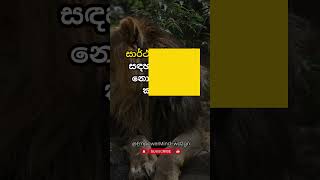 නිකන් හීන දකින්න එපා. #sinhala #facts #trending #viral #fact #motivation #success