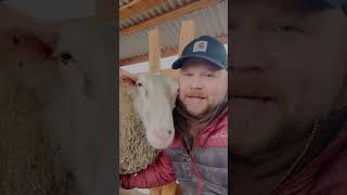 It’s Been Rough… #dairysheep #sheeptalk #farmlife #animalshorts #sheep #sheepfarm #sheepfarming