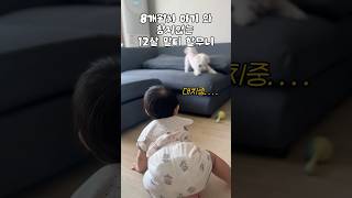 👶🏻생후260일 이모집 방문한 로니🏠니니와 대치중인 사랑둥이 로니💕🐶😍#아기#육아#육아브이로그 #8개월아기 #baby #귀여운아기 #애개육아