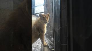 【旭山動物園ライオン】このレイちゃん、イトちゃんそっくりじゃないですか〜？😍#旭山動物園#ライオン#オリトファミリー#レイ