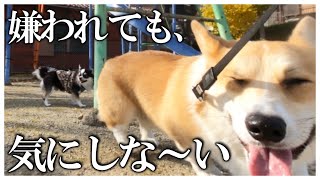 【犬の相性問題】怒られても聞いてないコーギーと、それが気に入らないチワワ