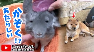 【チンチラ】新しい家族？【Chinchilla】【柴犬】