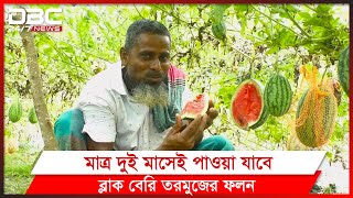 অসময়ে সুমিষ্ট তরমুজ চাষে সফল ভোলার চাষীরা | DBC News Special