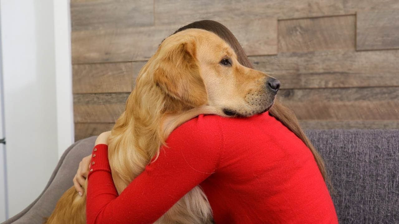 What Hugging With A Clingy Golden Retriever Looks Like... - YouTube